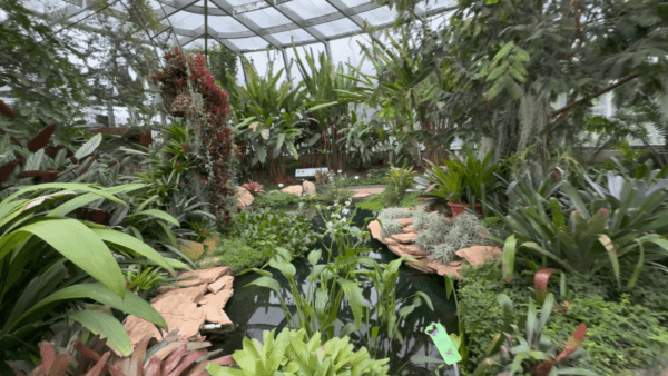 This lush greenhouse interior, a highlight among Bogota tourist attractions, features diverse tropical plants, a small pond, and a stunning glass ceiling.