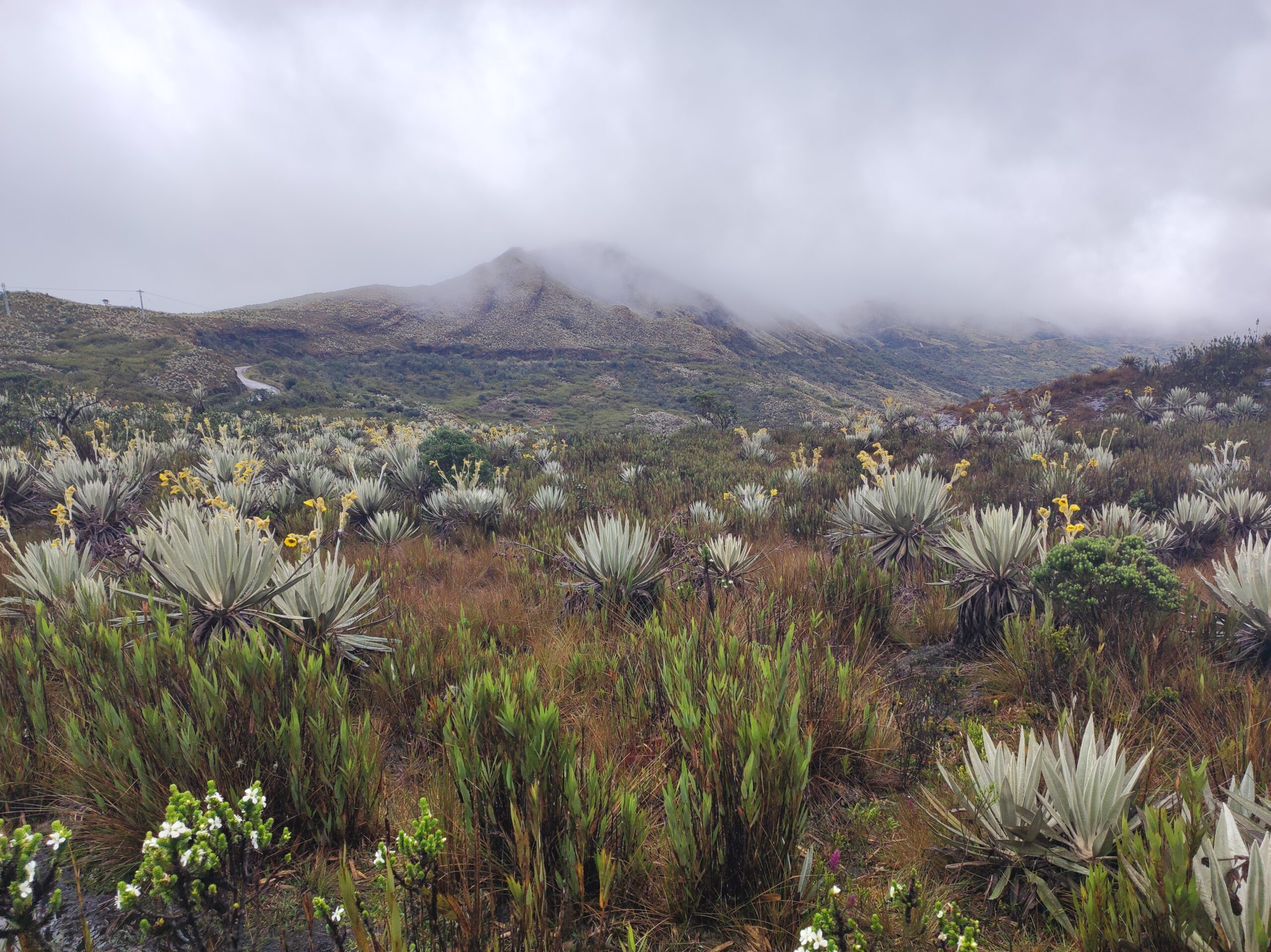 A mountainous landscape with cloudy skies features dense vegetation and various plants and shrubs in the foreground, while rising hills partially obscured by mist loom in the background. It's reminiscent of vistas often seen on Bogotá city tours.