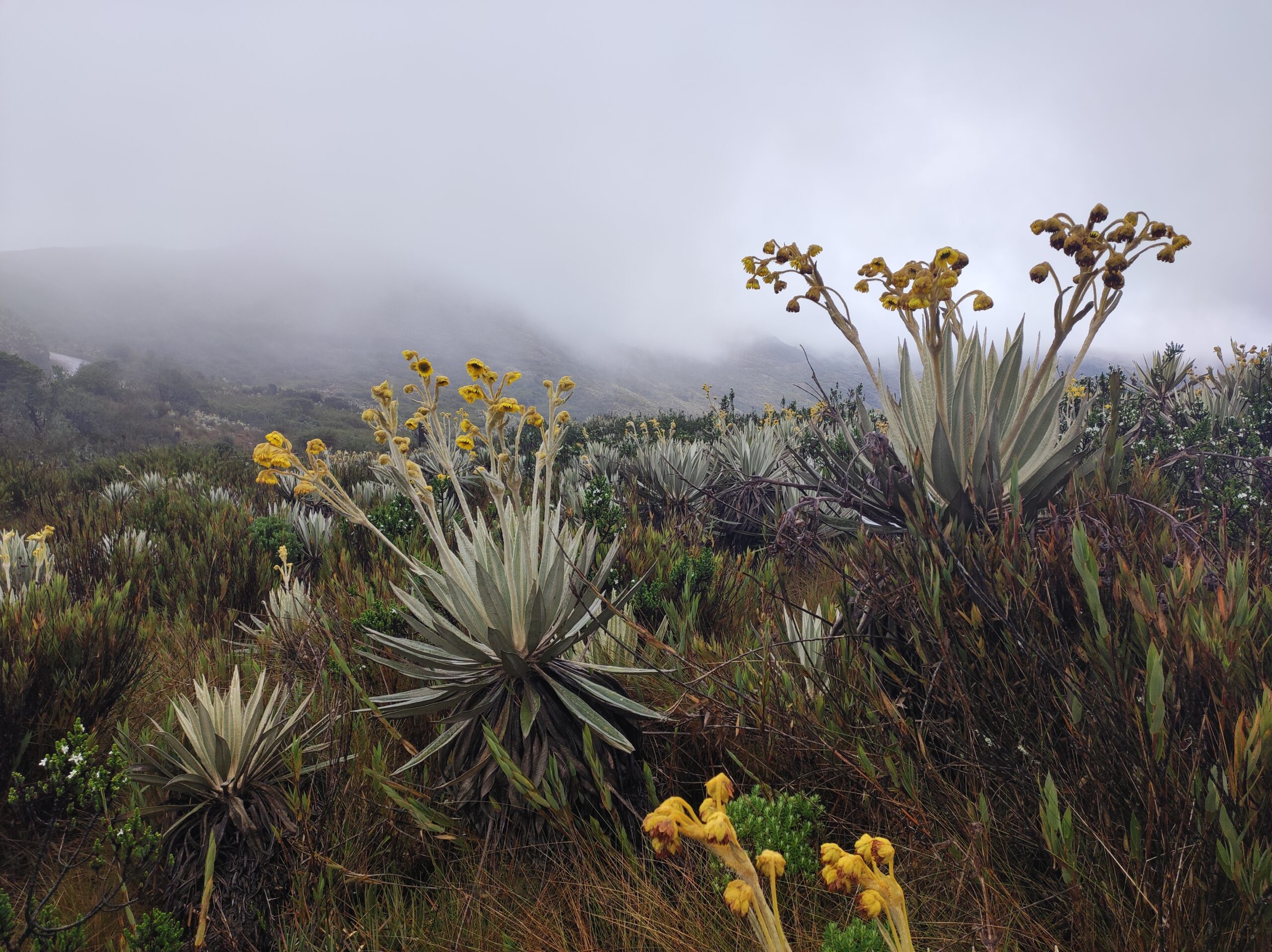 A misty mountainous landscape with various plants, including yellow flowers and spiky gray-green foliage, set in tall grasses is one of the enchanting sights you might encounter on tours in Bogotá.