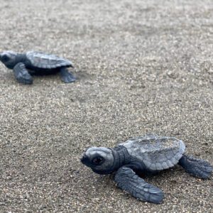 Colombia Pacific Coast releasing sea turtles Zebra Fisgona Tours