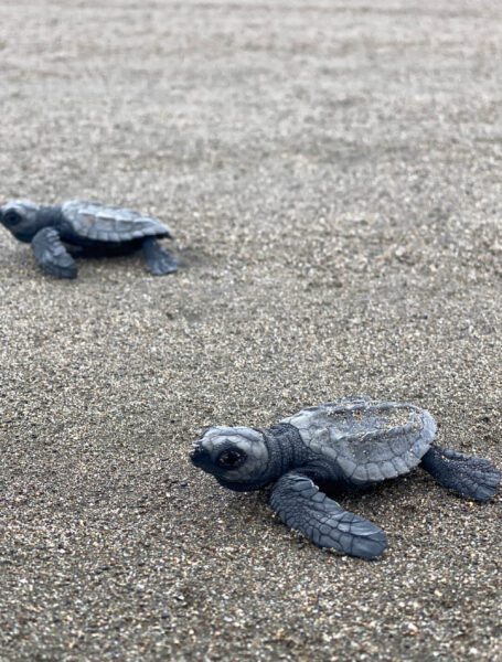 Colombia Pacific Coast releasing sea turtles Zebra Fisgona Tours