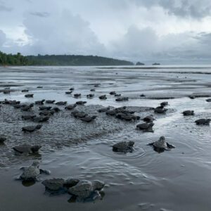 Colombia Pacific Coast releasing sea turtles Zebra Fisgona Tours 2