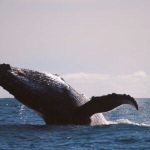 Colombia Pacific Coast whale watching Zebra Fisgona Tours