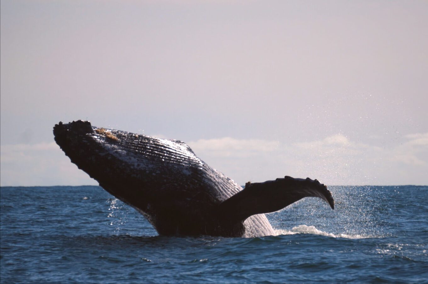 Colombia Pacific Coast whale watching Zebra Fisgona Tours