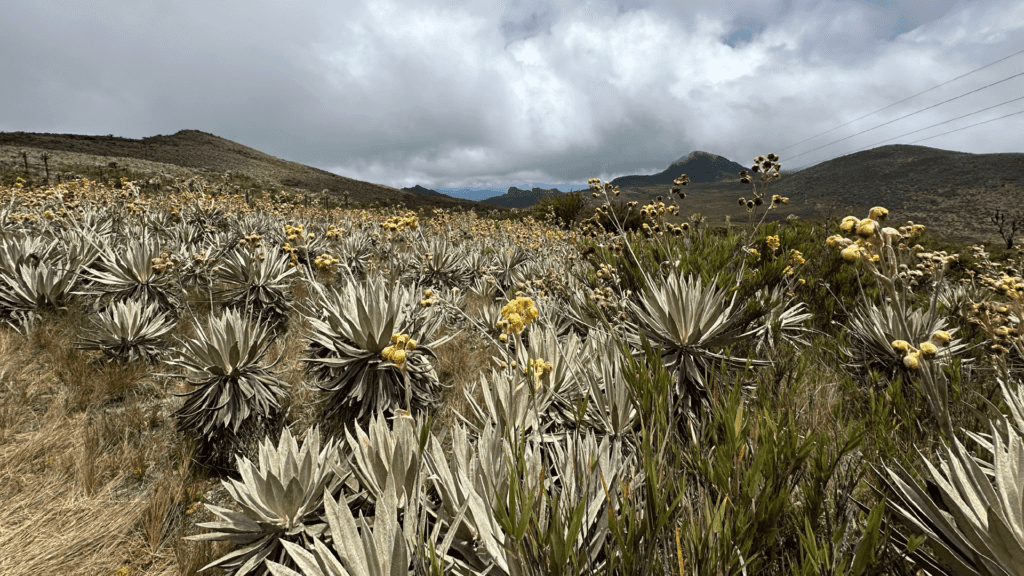 A high-altitude landscape near Bogota showcases dense frailejón plants under a cloudy sky, with distant mountains in the background—an ideal spot for delightful day trips exploring nature's beauty and cultural wonders.