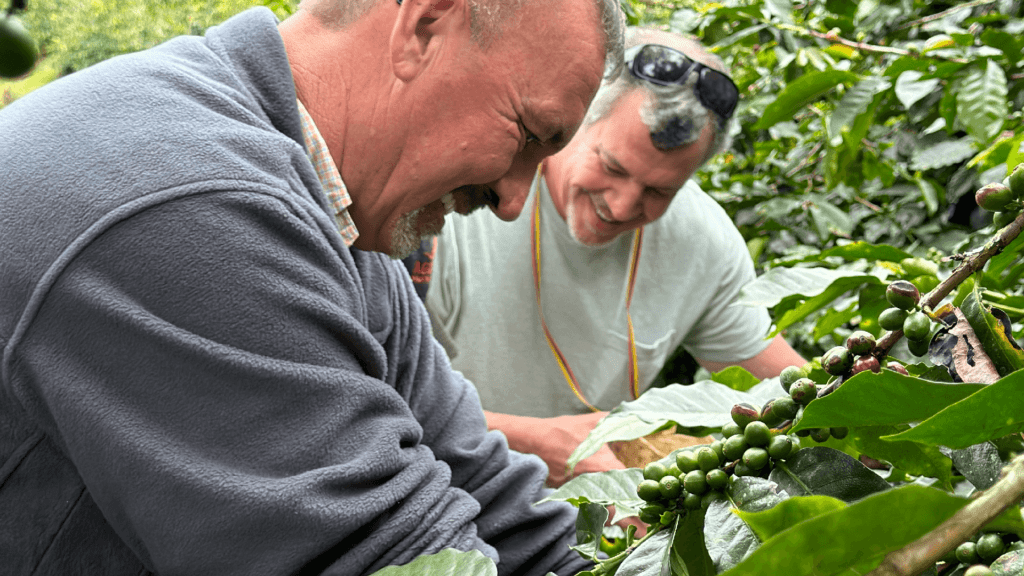 Amidst the lush leaves, under the gentle natural light, two men harvest green coffee cherries from a tree—a perfect snapshot for those on day tours in Bogotá seeking an authentic coffee experience.