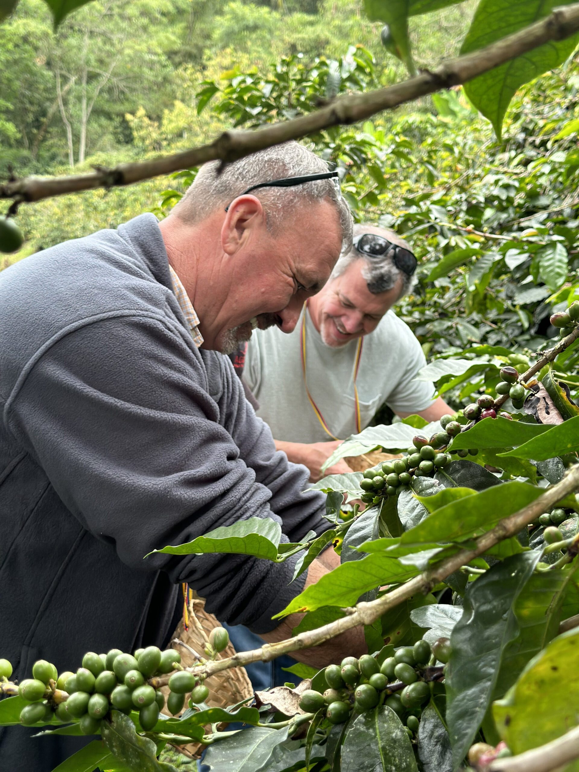 Two men harvest coffee beans from plants in a lush green plantation, showcasing one of the fascinating things to do in Bogotá.