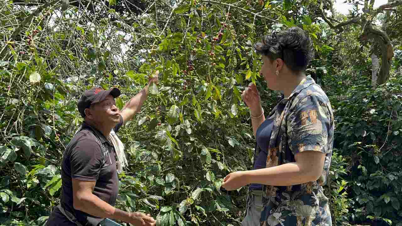 Two people stand under coffee trees. One person, wearing a hat and black shirt, gestures towards the branches while the other chews something, dressed in a patterned shirt. A lush example of tours in Bogotá, greenery surrounds them.