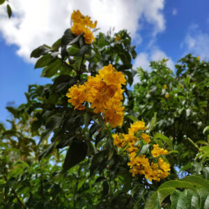 blue_sky_with_yellow_flower_tree_guatavita_lake_salt_cathedral_tour_zebra_fisgona_bogota