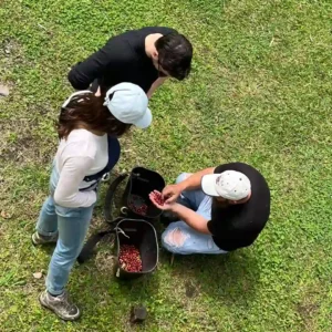 Three people standing on grass during one of the tours in Bogotá, with a man crouched beside two baskets of freshly picked cherries.