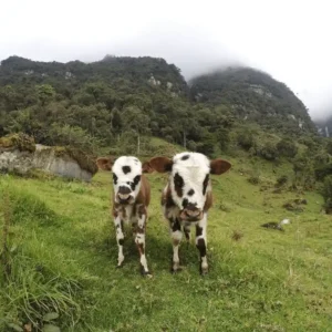 Two brown and white spotted calves standing on a grassy hillside with a dense forest and misty mountains in the background, a tranquil scene not far from the bustling activities offered by Bogota city tours.