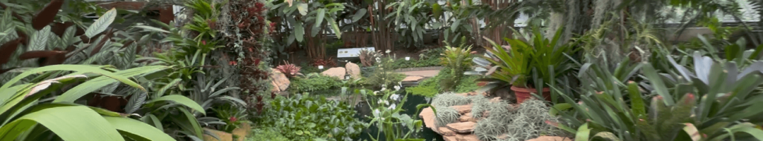 This lush greenhouse interior, a highlight among Bogota tourist attractions, features diverse tropical plants, a small pond, and a stunning glass ceiling.