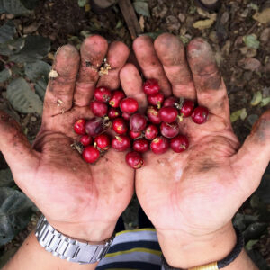 hands_holding_coffee_cherries_zebra_fisgona_coffee_farm_tour_from_bogota