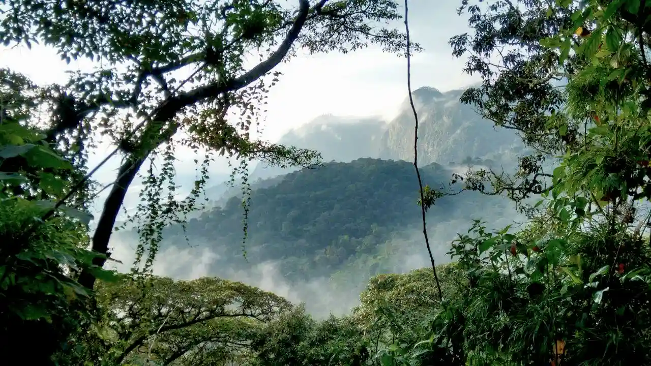A dense, fog-covered mountain forest with lush green trees and foliage. Vines hang from tree branches, and mist partially obscures the view of distant hills—an enchanting sight often included in tours in Bogotá.