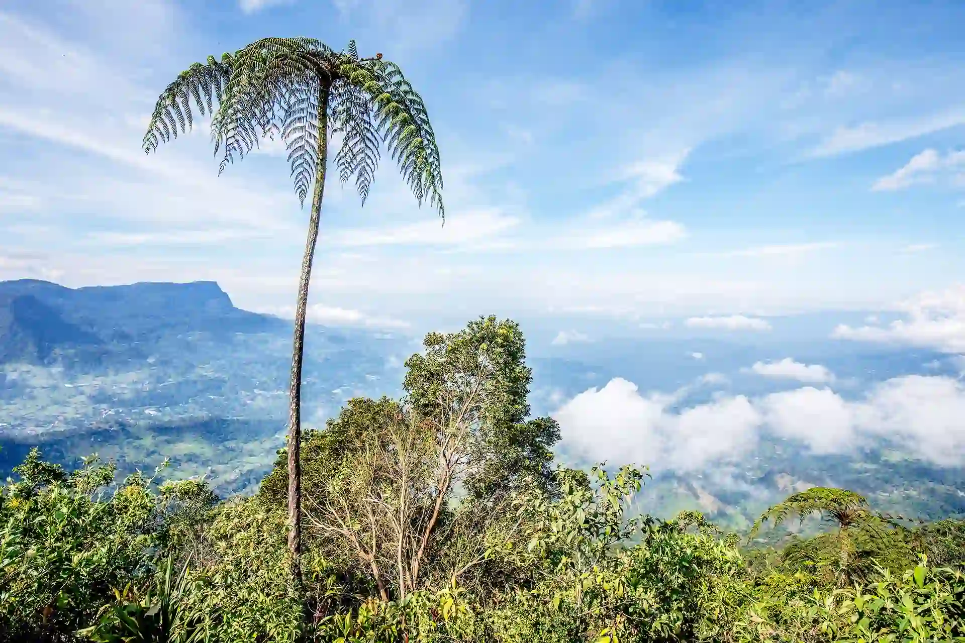 A lone palm tree stands tall among greenery, overlooking a valley with distant mountains and a cloudy sky, reminiscent of the scenic tours in Bogotá.