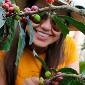 traveler_picking_coffee_cherries_zebra_fisgona_coffee_farm_tour_from_bogota