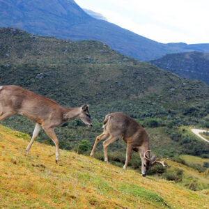 two_white_tail_deer_chingaza_national_park_hike_zebra_fisgona_tours