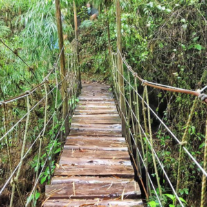 A narrow, wooden suspension bridge with rope railings spans across a lush, green forest area—one of the unique things to do in Bogotá.